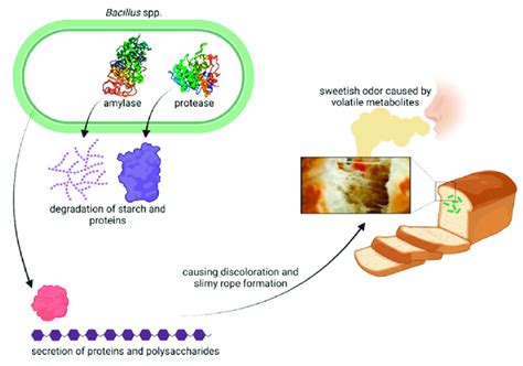 Odor Formation: