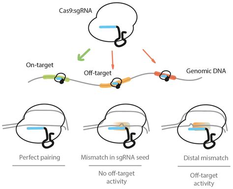 Off-target Effects: