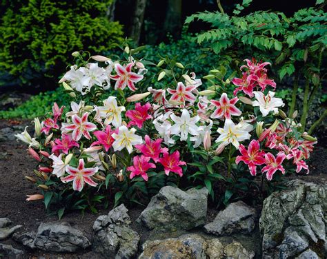 Official Minililly: The Ultimate Guide to Miniature Lilies