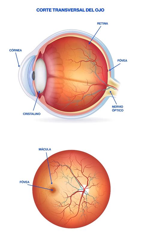 Ojo PDF