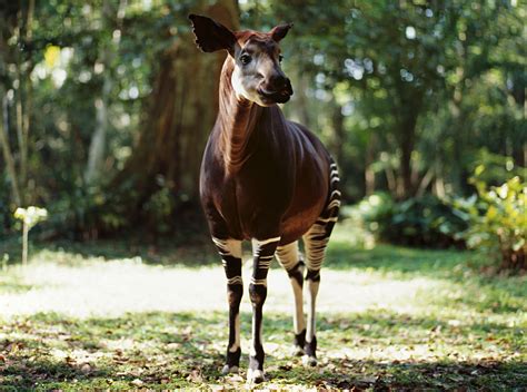 Okapi