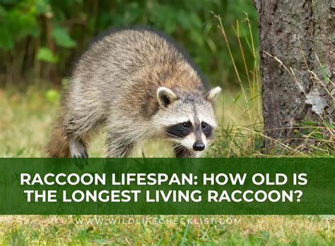 Oldest Raccoon: A Journey Through the Longevity of Wildlife