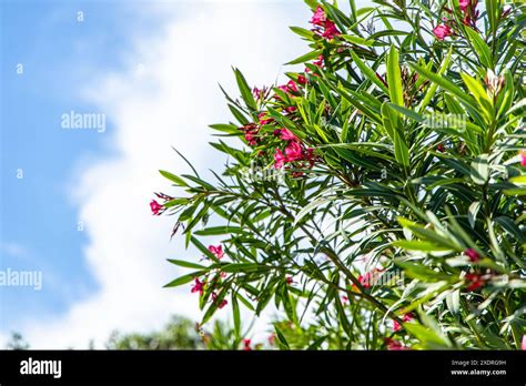 Oleander Fertilizer: 5 Secrets for Lush Blooms and Vibrant Foliage