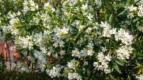 Oleander Fertilizer: The 1-2-3 Guide to a Thriving Plant