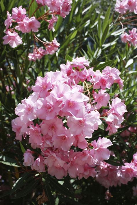 Oleander Fertilizer: The Complete 4-Step Guide for Lush, Blooms