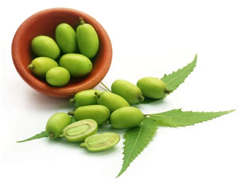 Oleo de Neem: O Elixir Milagroso da Natureza para a Saúde e o Bem-Estar