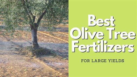 Olive Fertilizer: A Comprehensive Guide to Nourishing Your Trees