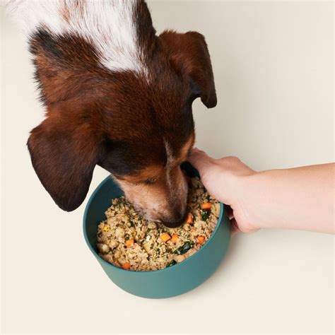 Ollie: The Ultimate Guide to Fresh, Human-Grade Dog Food