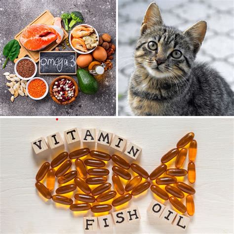 Omega-3 Deficiency in Cats: A Looming Threat by 2025