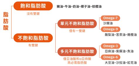 Omega-7：人體健康必不可少的脂肪酸