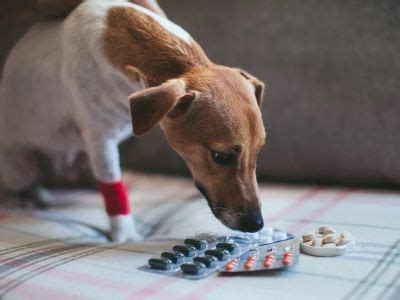 Omeprazole Side Effects in Dogs: A Comprehensive Guide for Pet Owners