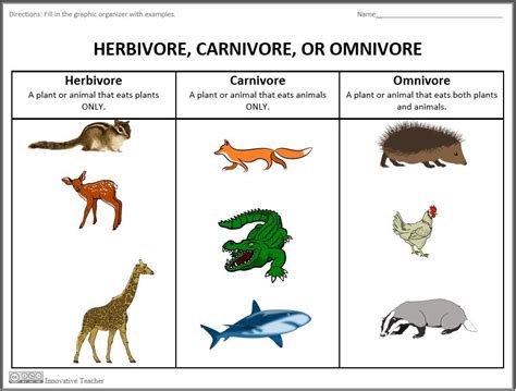 Omnivores or Carnivores?