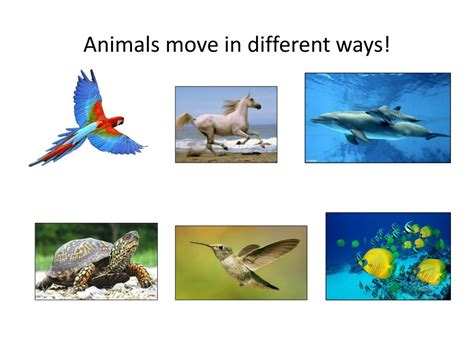 On the Move How and Why Animals Travel in Groups Kindle Editon