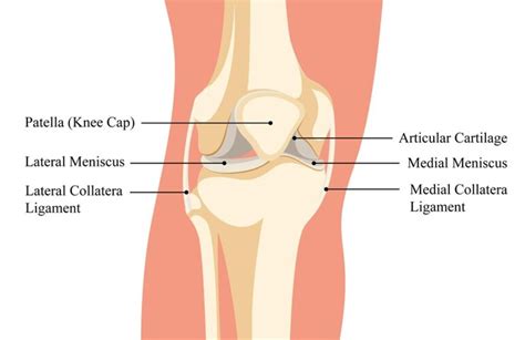 Once Human Joint Construction: A Guide to Understanding Its Anatomy and Functions