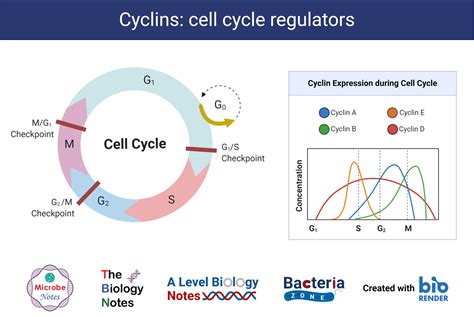 Oncogenes as Transcriptional Regulators Cell Cycle Regulators and Chromosomal Regulation PDF