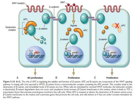 Oncogenesis Oncogenes in Signal Transduction and Cell Proliferation PDF