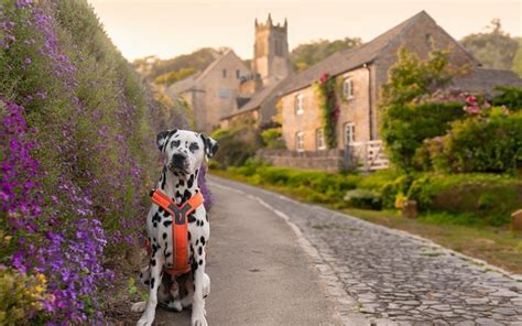 One Dog Suits All: The Ultimate Solution for Tail-Wagging Adventures