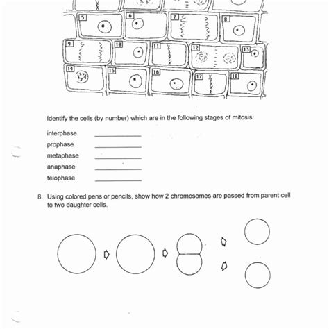 Onion Cell Mitosis Worksheet Answers Reader