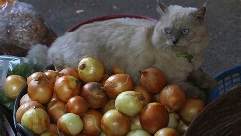 Onion cats