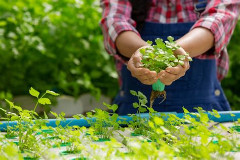 OnlyHydro: A Comprehensive Guide to Hydroponic Gardening for Beginners and Enthusiasts