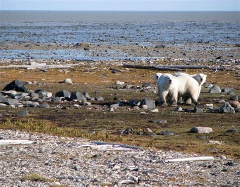 Ontario Polar Bear Provincial Park: A Sanctuary for the Arctic Giant