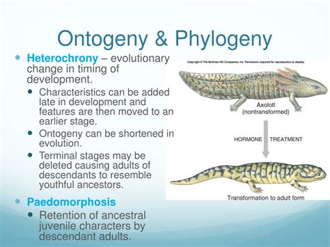 Ontogeny and Phylogeny Doc