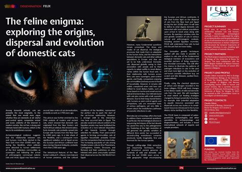 Onyx: A Feline Enigma with a Storied Past