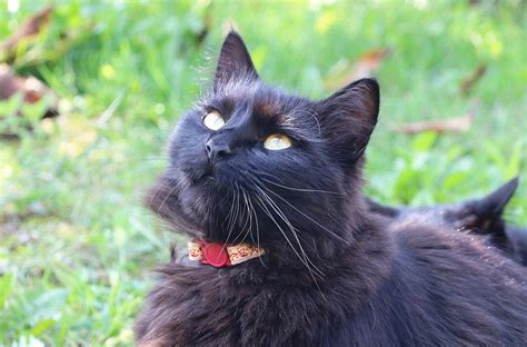 Onyx the Cat: An Enigmatic Feline with Extraordinary Abilities