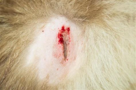 Open Wound on Dog: 5 Shocking Facts and Crucial Care Tips