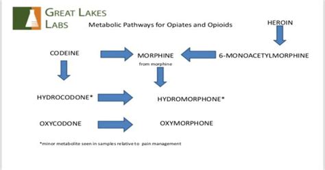 Opioid Metabolite Chart