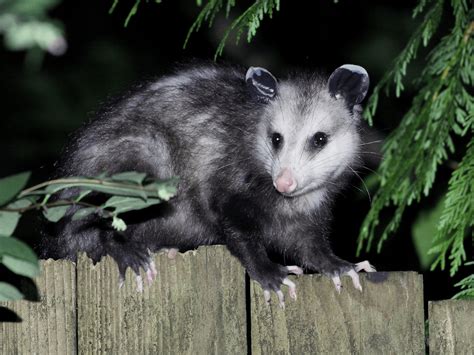 Opossums (Backyard Animals) Reader