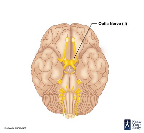 Optic Nerve 1 Kindle Editon