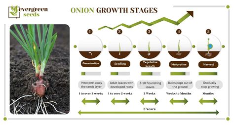 Optimal Nutrition for Onion Growth