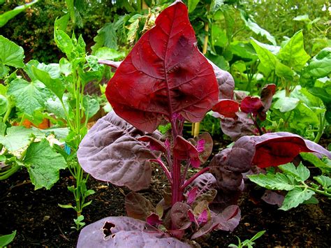 Orach