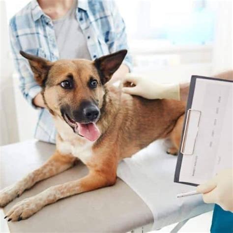 Oral Canine Flea Control: 5 Unstoppable Strategies to Protect Your Furry Friend