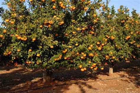 Orange Farming: An Overview