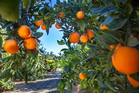 Orange Farms: A Comprehensive Guide to the Citrus Industry