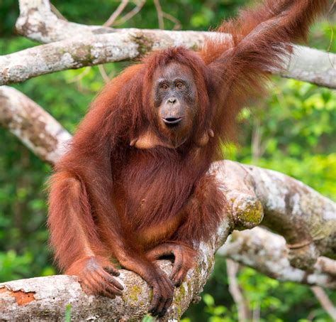 Orangutans: Behavior Reader