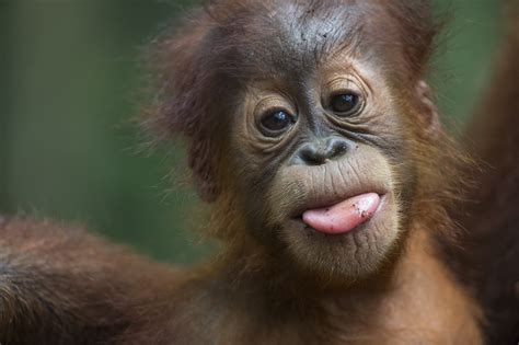 Orangutans in the Apes' Society