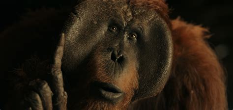 Orangutans on the Planet of the Apes: A Captivating Tale