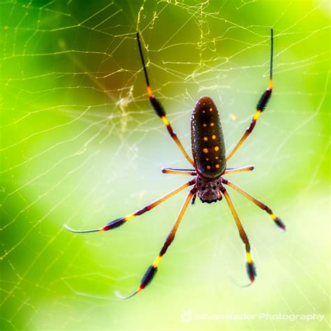 Orb Spider Pics: A Captivating Journey into the World of Orb Weavers