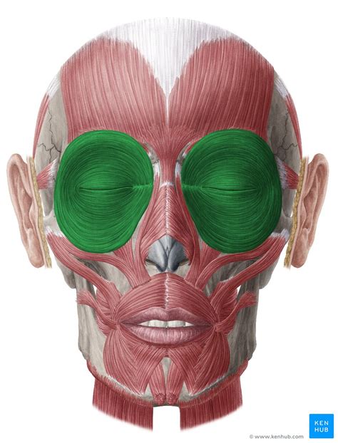 Orbicularis oris: