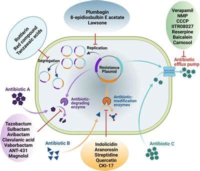 Orbifloxacin: A Comprehensive Overview for Optimal Antimicrobial Therapy