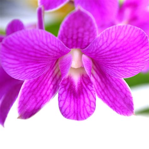 Orchid Epub