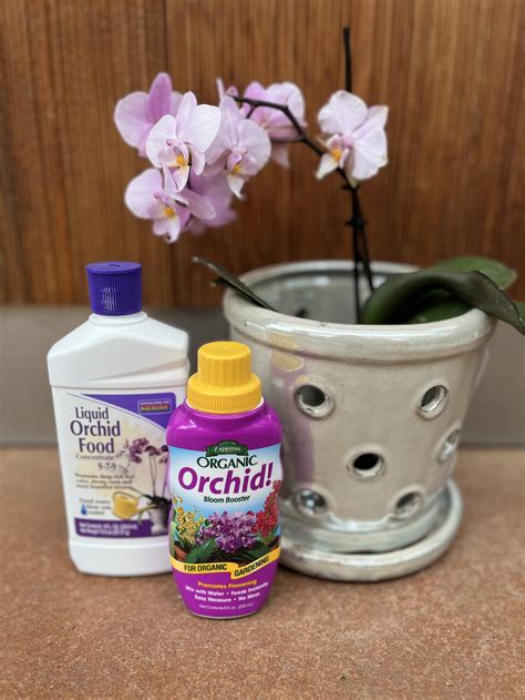 Orchid Bloom Booster: The Ultimate 5-Step Guide to Fertilizing for Stunning Blooms