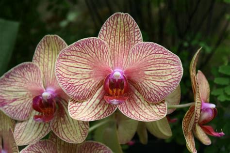 Orchid Extravaganza: An Ode to Floral Majesty