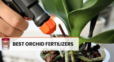 Orchid Fertilizer: 5 Essential Nutrients and Feeding Regimens for Thriving Orchids