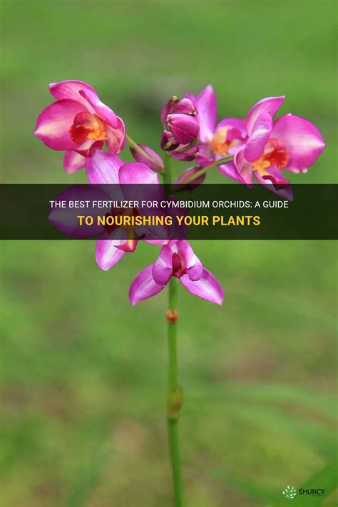 Orchid Fertilizer: A Comprehensive Guide to Nourishing Your Precious Orchids