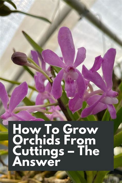 Orchid Fertilizer 101: A Comprehensive Guide to Nourishing Your Orchids for Optimal Growth