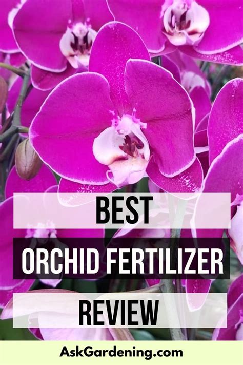 Orchid Fertilizer Spray: A Comprehensive Guide to Nourishing Your Orchids